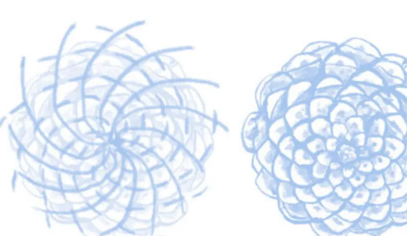 Spiral patterns found in nature