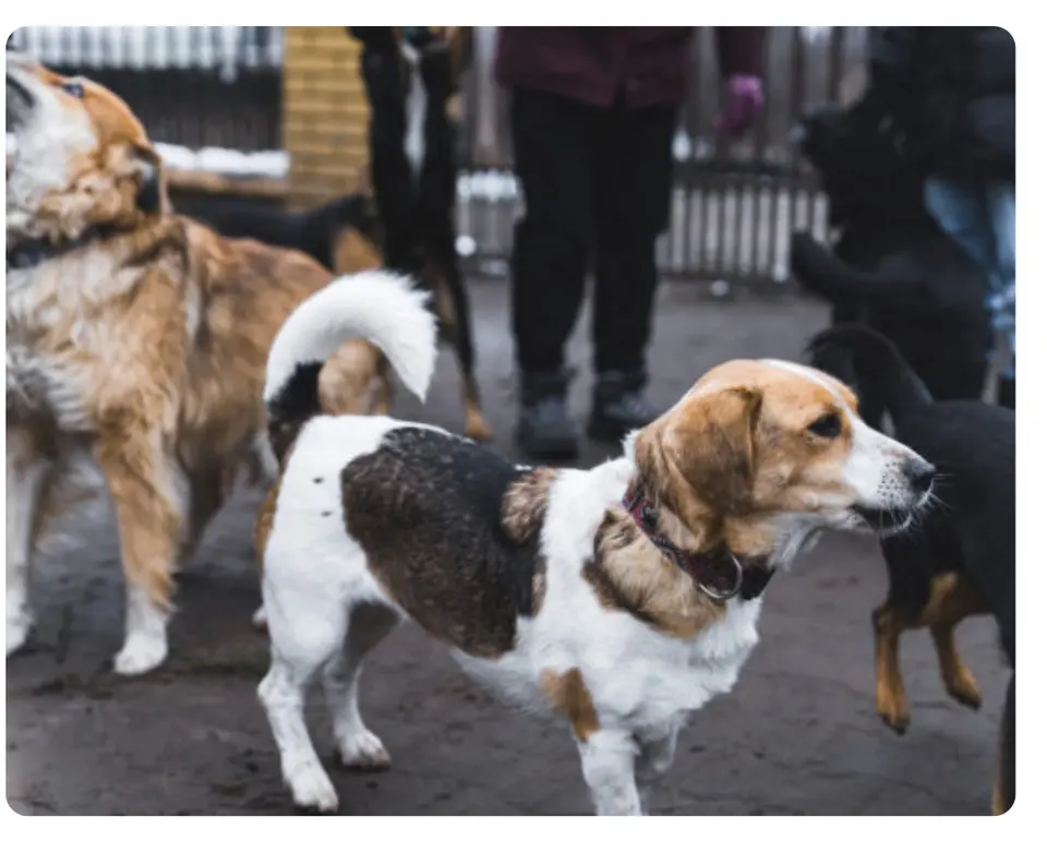 Dogs gather at Petpalooza.