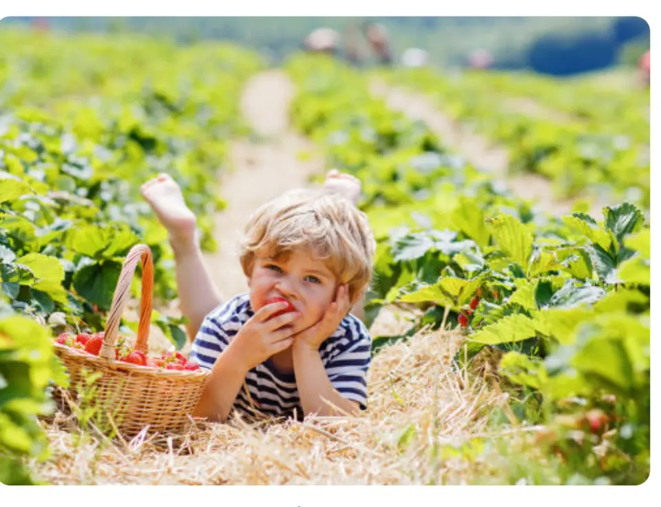 A child enjoys fresh-picked strawberries.