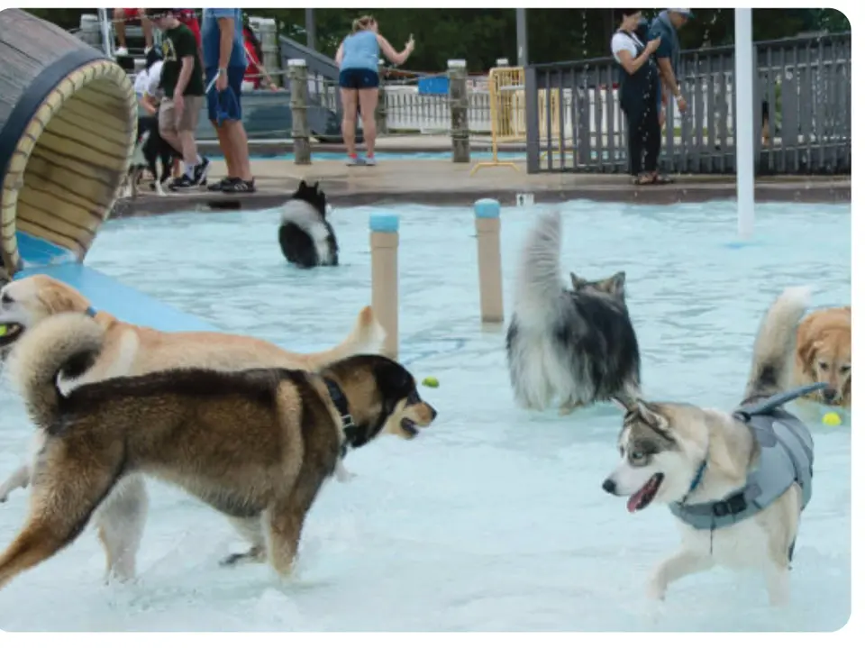 Dogs play in the pools at The Water Mine's Dog Daze
