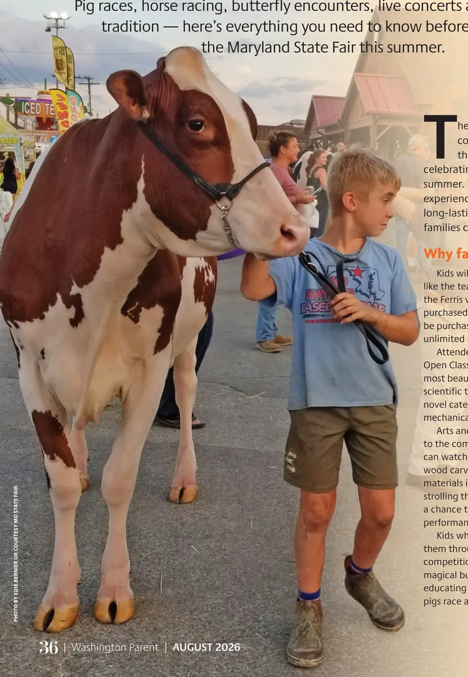 A young exhibitor leads a dairy cow through the Maryland State Fair. Photo by Edie Bernier or courtesy MD State Fair.